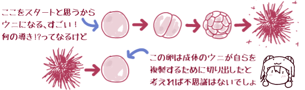 �ЂƂ̍זE(�󐸗�)���X�^�[�g�Ǝv������E�j�ɂȂ�A�������I���̓���!?���ĂȂ邯�ǁA���͐��̂̃E�j������𕡐����邽�߂ɐ؂�o�����ƍl����Εs�v�c�͂Ȃ��ł���A�Ƃ����}