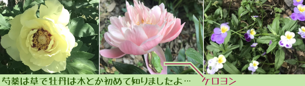 䉖�̉摜�Q�_(�ЂƂ͉ԕقɏ����ȃP������������Ă���)�ƃp���Z�E�\�o�[�W���B䉖�͑��ŉ��O�͖؂Ƃ����߂Ēm��܂�����c