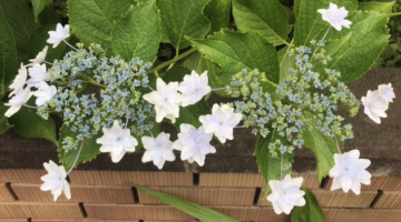 �֌W�͂Ȃ����ǔ������z�Ԃ����ꂢ�������̂�