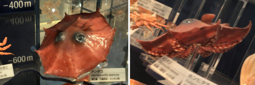 �����_�R�̕W�{�ƁA���̗���