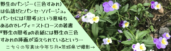 ���N�T���E��錧�ŎB�e�����p���Z�E�\�o�[�W���̎ʐ^�ɓY���ăL���v�V�����F�쐶�̃p���W�[(�O�F���݂�)�͕��ꂾ�ƃp���Z�E�\�o�[�W���B�p���Z�ɂ́u�v�l�v�Ƃ����Ӗ�������̂Ń����B���X�g���[�X�̒����w�쐶�̎v�l�x�̕\���ɂ͖쐶�̎O�F���݂�̑}�悪�Y�����Ă���Ƃ����c