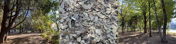 �ю��̐X�����̎ʐ^�B���������؂ƁA�^�����ɕ~���l�߂�ꂽ�͂�t�B