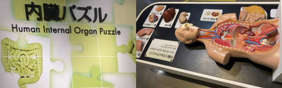 �����p�Y���B�ڂ�����l�̖͌^�̕������J����A�����p�[�c���u����Ă݂悤�v�ƌ����΂���ɕ���ł���