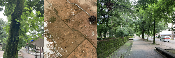 �ۂ̐��������̓r������X�Ƃ����t�����ڂ��J�G�f�̎��B�����~�̕ܓ��ɗ������g�Q�g�Q�̃J�G�f�̎��ƁA�����܂�ɉf��t�e�B���E�ɊX�H���������؉A�̕ܓ��B����s�B