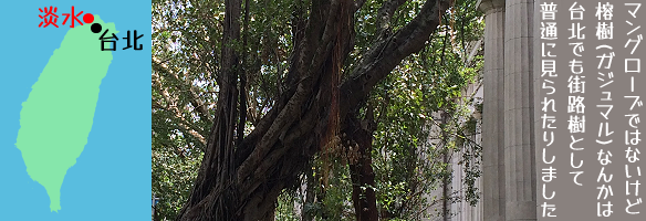 �}���O���[�u�ł͂Ȃ����ǞՎ�(�K�W���}��)�Ȃ񂩂͑�k�ł��X�H���Ƃ��ĕ��ʂɌ���ꂽ�肵�܂���