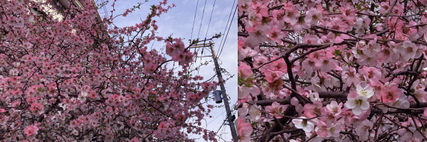 �Z��n�̈�p�ɐA����ꂽ���ɂ悭�������؂������ς��ɉԂ����Ă���B�\���C���V�m���͂������肵���ԕق́A�ԒP�ʂŔ��ƃs���N�̃O���f�[�V�����ɂȂ��Ă���B