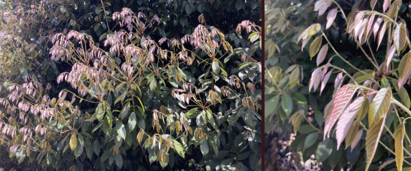 ���摜�F���ڂɂ͗΂̎��������Ԃ����Ă�悤�Ɍ����邯��ǁ@�E�摜�F�߂��Ō���Ɣ����t���ɍg�F���������t���̎�t�B