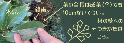 �S��10cm���炢�̐��t(�H)�̃A�b�v�B���򂪂��艏�̓M�U�M�U�A�ׂ��}�̐悩��l�����炢�̗t�����ˏ�ɐ����Ă���ق��A�}�̒��قǂł���������ꖇ���t���o�Ă���B