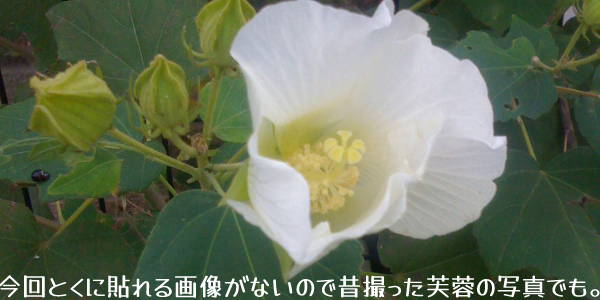 今回とくに貼れる画像がないので昔撮った芙蓉の写真でも。
