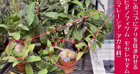 ��؂炵���ׂ����̍������W���K�C���̂悤�ɖc��܂����q�h�m�t�B�c���E���Z�����k��(�A�J�l�ȁE�}���[�V�A)�̎ʐ^�B���̃R�u�ɃA�����Z�܂킹��R�B