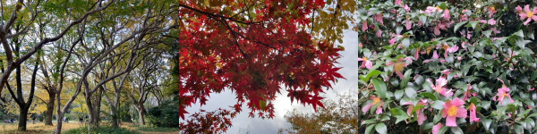 ���F���t���������䂦�t�Ɍ����ɍL�������}�Ԃ肪�ۗ��w���̖؂̌Q��B���F�^���Ԃɐ��܂����J�G�f�̗t�B�E�F���͎̂��O��������ǃc�o�L�Ȃ��ۂ��Ԃ��炩�����Β�؁B