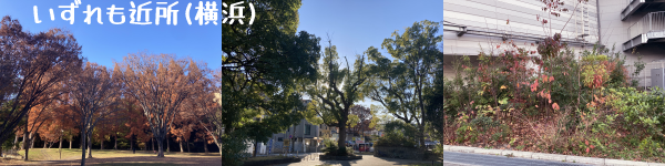 �ߏ��̎��؎ʐ^�~3�B