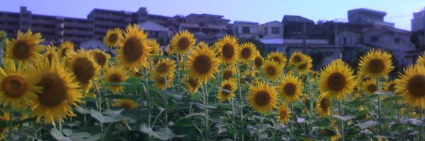 �Ђ܂��̌Q���̎ʐ^�B