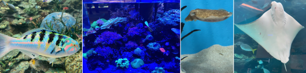 ������E�t�O���ۂ��V���G�b�g�����ǌ���̂��鐅�F�ƃs���N����ɍ����Ȃ̂���J���t���ȋ��B�E�Â����Ō����Ă�悤�Ɍ�����T���S�B�E�b���̂���C�J�B�E�G�C�B