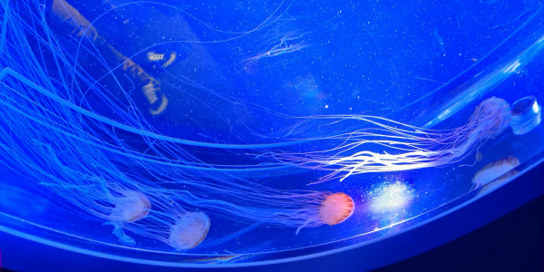 �G�肪�����߂�̂悤�ɍׂ������N���Q�B