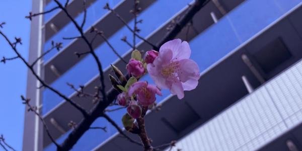 冬寂びの街路樹に一輪咲いた、これは桜だと思うのだけど…