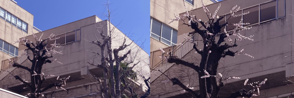 ���F���w�Z�̂��Ԃ�~�̖؁B�ׂ͂܂��Ԃ����ĂȂ��A���Ԃ���B�E�F�~(���Ԃ�)�̊g��B��}�����}����L�т����}��30cm���炢�ɐ؂肻�낦���A����ǂ����Ɋe�X�т����蔒���Ԃ����Ă���B