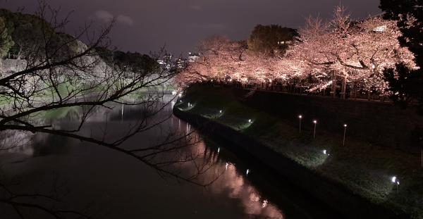 千鳥ケ淵の夜桜。淵を挟んで東岸の色の淡い白い桜・西岸の色濃い桃色の桜のコントラスト、そして淵の水面に映った花影とのシンメトリーが美しい。