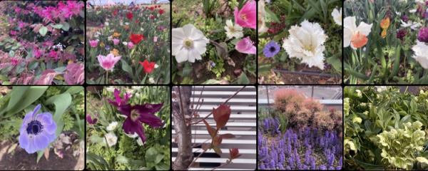 帰国してから撮りまくった花々の画像(カメラロール)