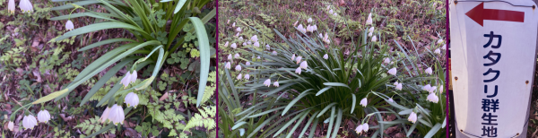 �E����(����������������)�u�J�^�N���Q���n�v�̃v���[�g�E�Ȃ�قǐ���̂悤�Ȍ���̗t�����X�m�[�t���[�N�̌Q���E�X�Y�����̂悤�ȃX�m�[�t���[�N�̉ԁB